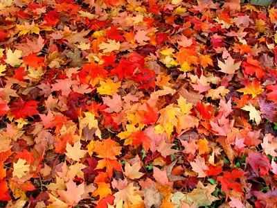 Limpieza y organización de otoño vaciados de casas express